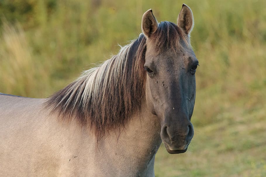 brown horse on grass, animal, mammal, colt horse, nemo down, kent HD wallpaper