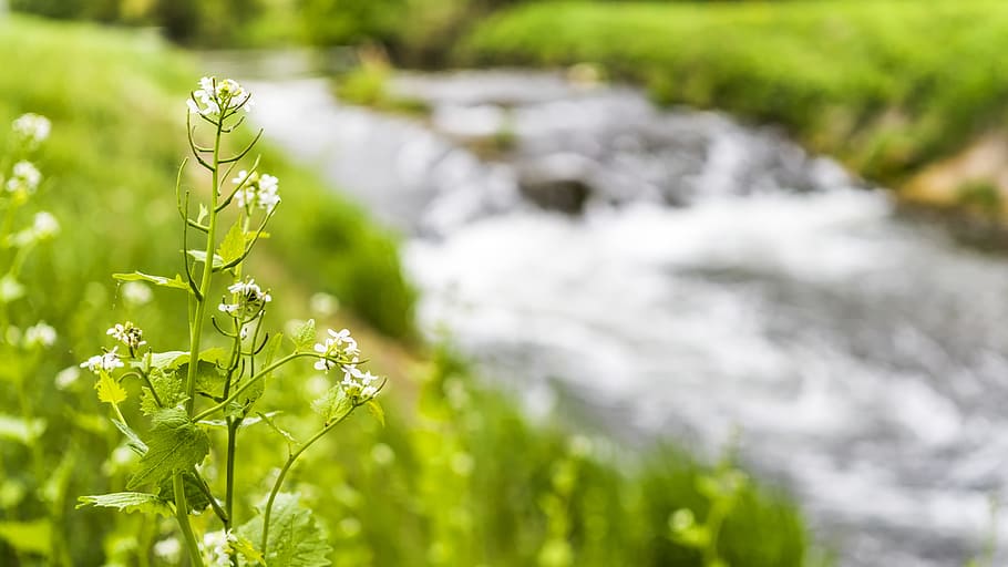 White Petaled Flowers Near the River Graphic Wallpaper, beautiful HD wallpaper