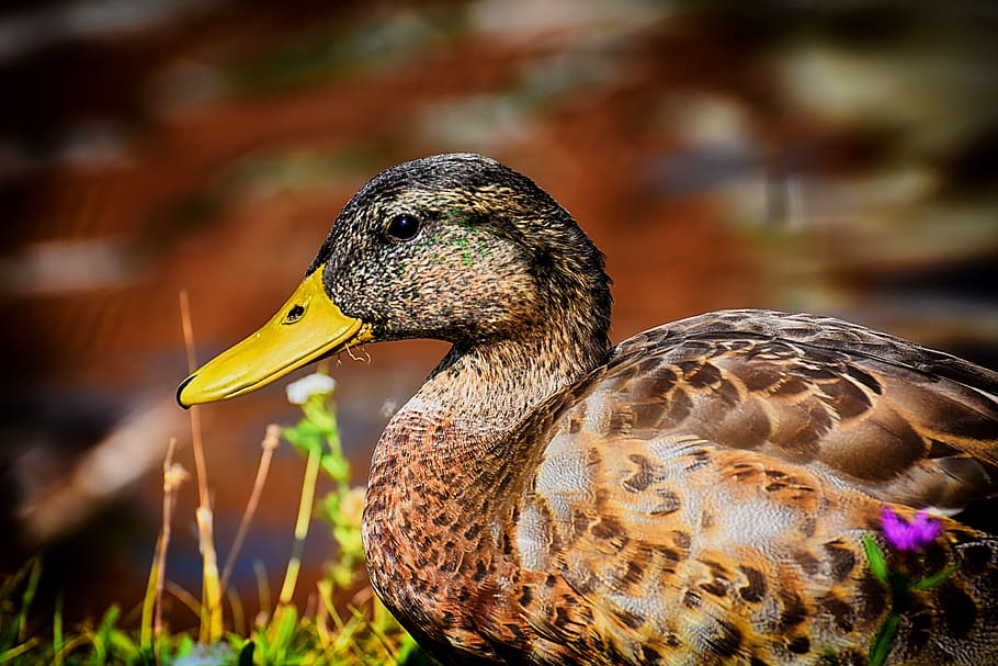 mallard, duck, bird, nature, plumage, poultry, ducks, water bird HD wallpaper