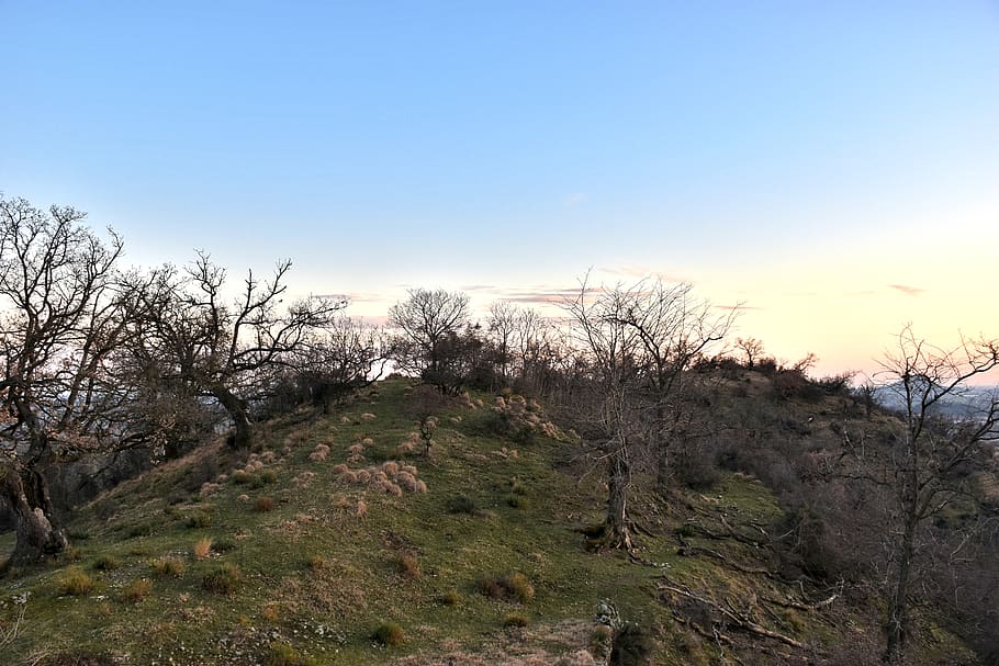 nature, ground, outdoors, field, grassland, plant, tree, slope HD wallpaper