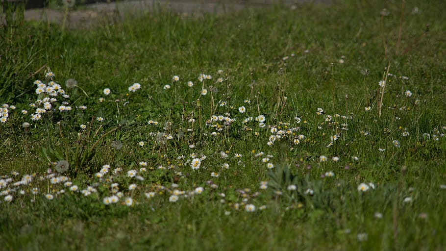 green, grass, flower, daisy, white, spring, raw, plant, field HD wallpaper