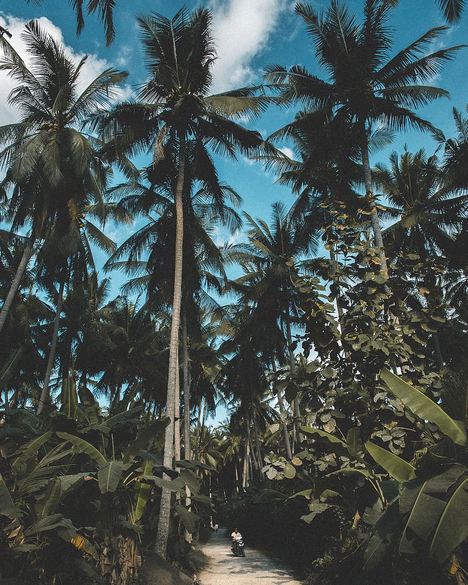 footpath between forest, tree, palm tree, tropical climate, plant HD wallpaper
