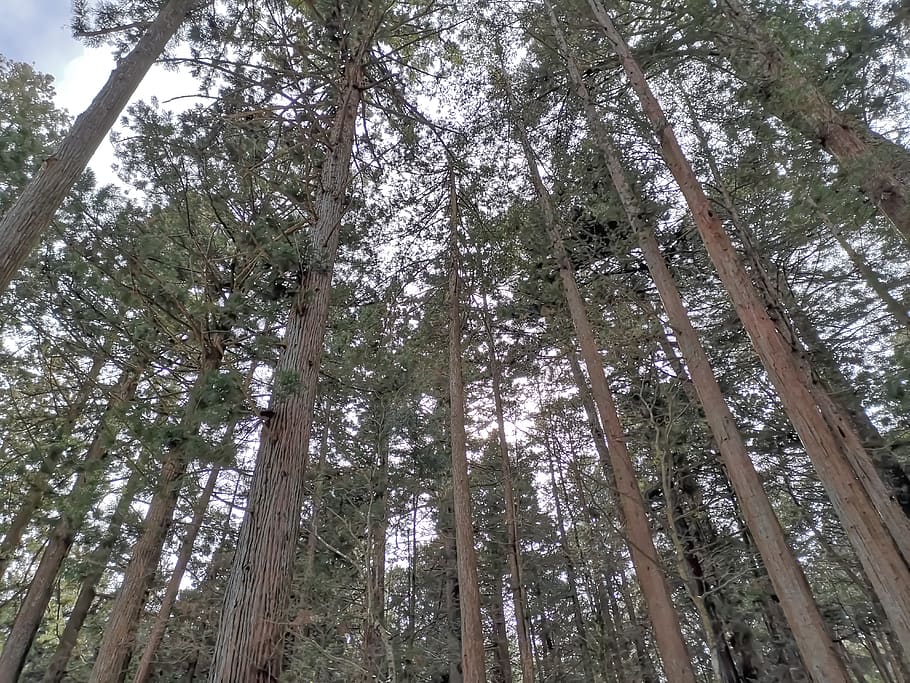 tree, plant, conifer, pine, fir, abies, redwood, look up, snow HD wallpaper