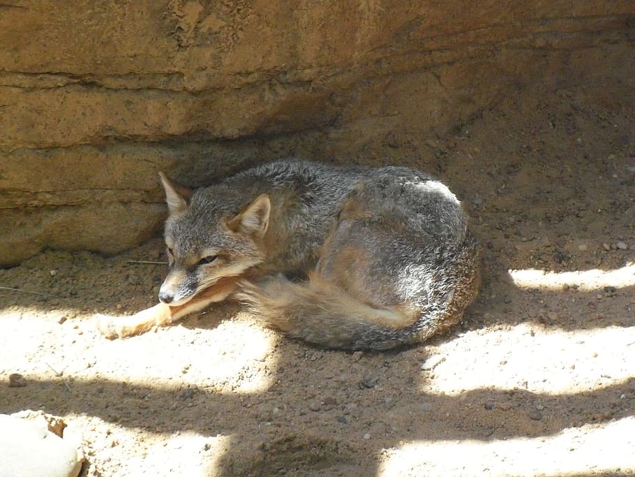 desert, fox, zoo, one animal, sunlight, mammal, animal wildlife HD wallpaper