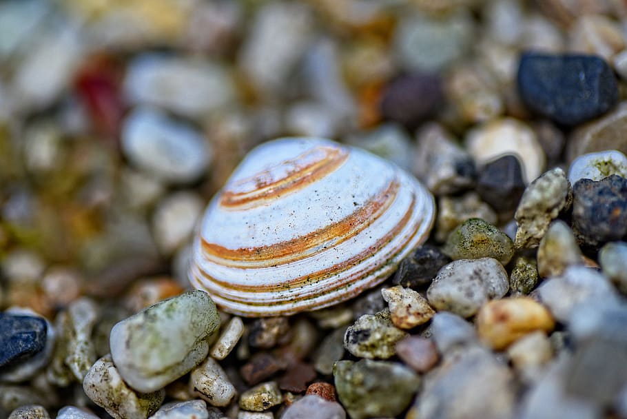 shell, valve, bi-valve, mollusk, calcium, protection, aquatic HD wallpaper
