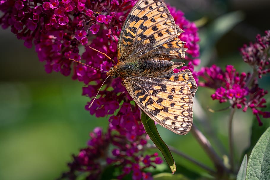 butterfly, fritillary, insect, flight insect, orange, orange butterfly HD wallpaper