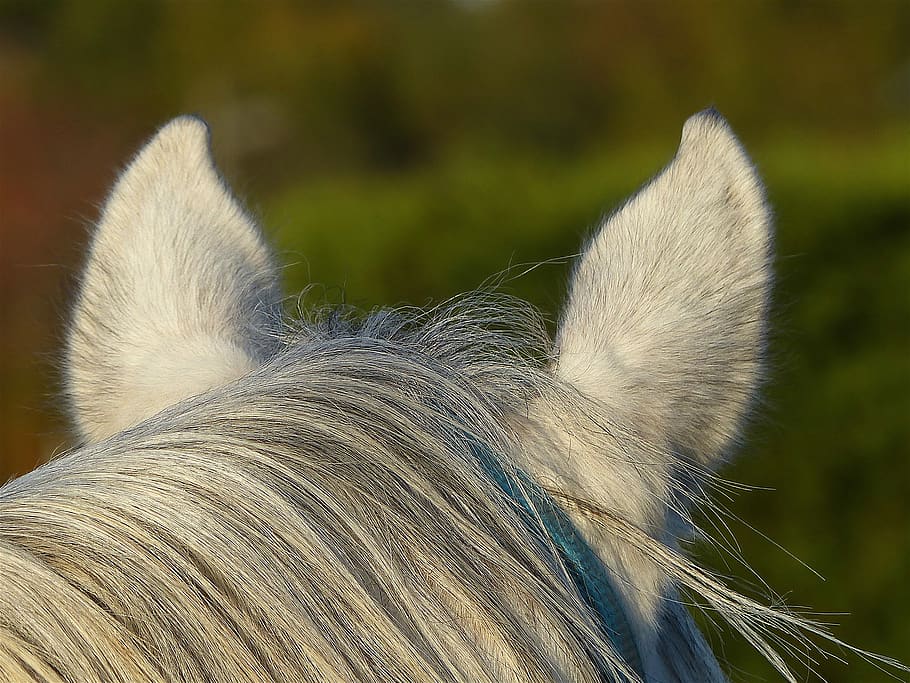 thoroughbred, arabic, white, ears, mane, nature, pre, animal HD wallpaper