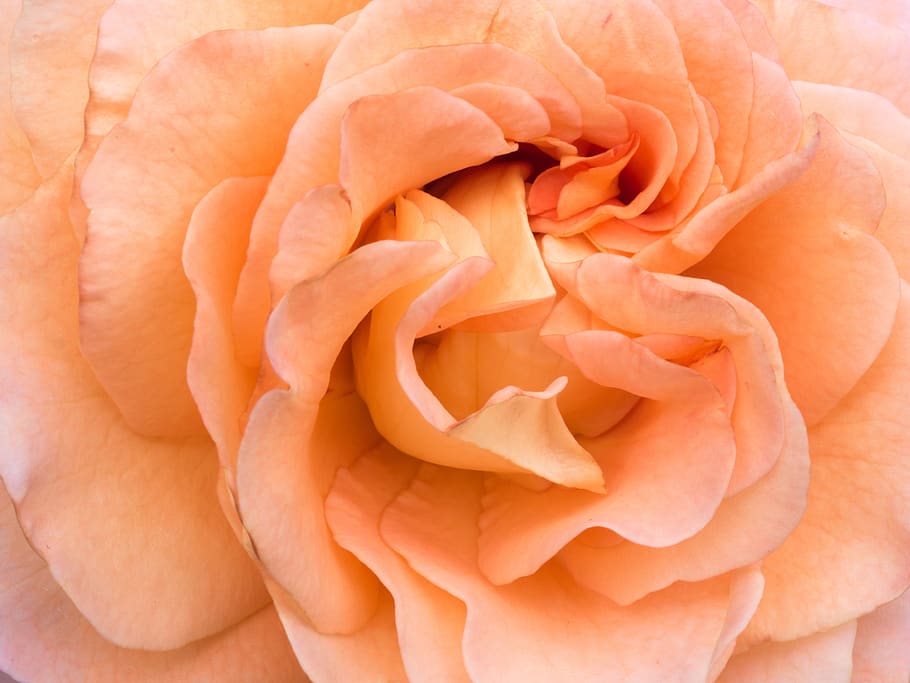 flower, rose, petals, orange, macro, rose - flower, freshness HD wallpaper