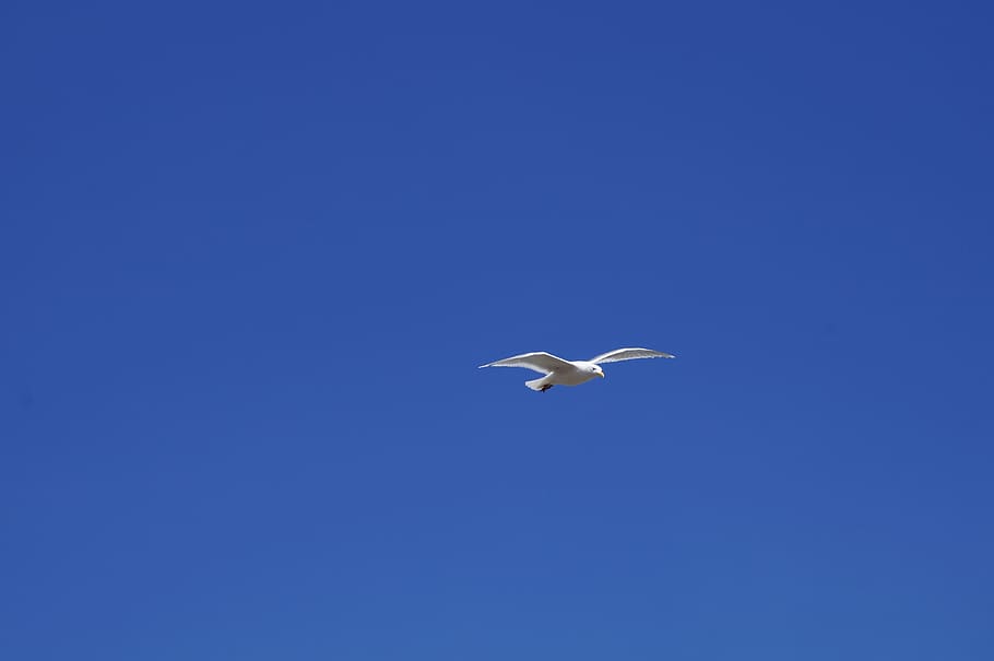 sky, blue, bird, flying, animal themes, animal wildlife, animals in the wild HD wallpaper