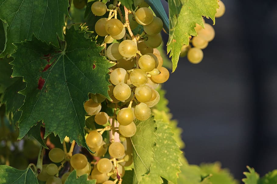 grape, grapes, vines, mature, green, winegrowing, grape varieties HD wallpaper