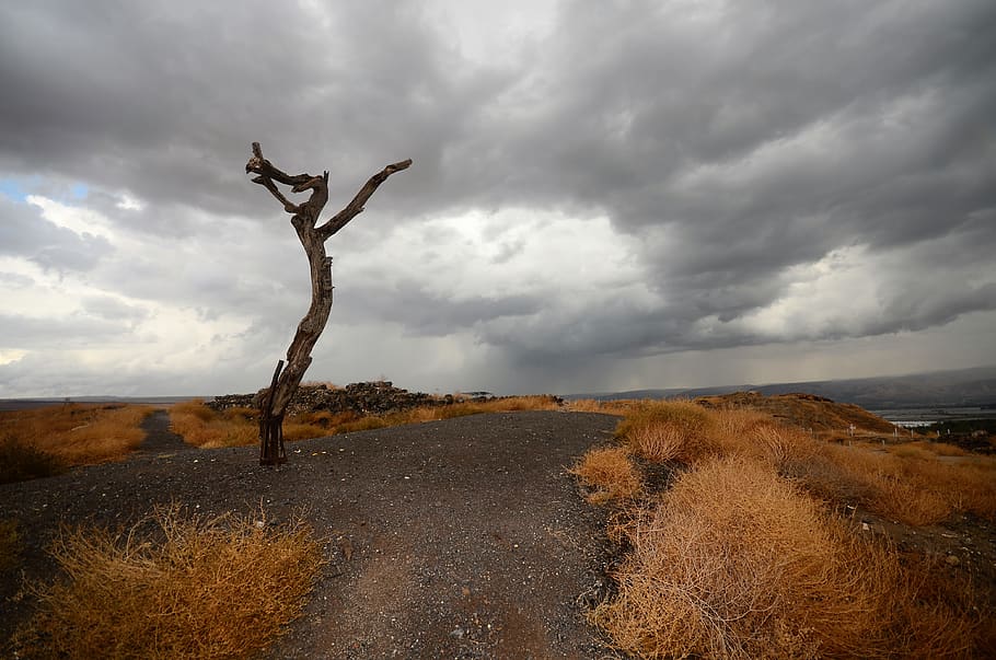 tree, israel, beit shaen, cloud - sky, beauty in nature, tranquility HD wallpaper