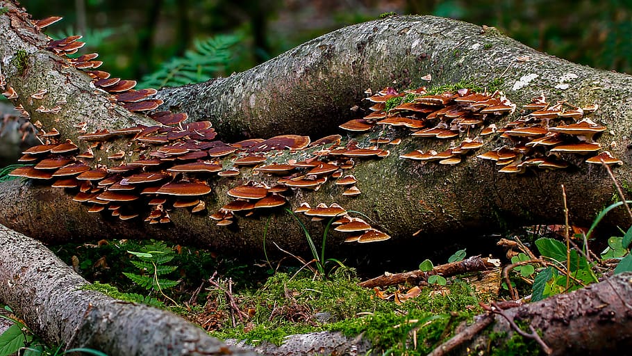 mushroom, log, forest, tribe, mushrooms, tree fungi, agaric HD wallpaper