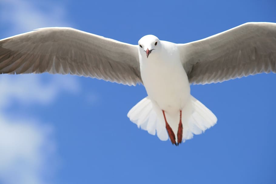 seagull, animal, white, sky, bird, wildlife, fly, feather, wings HD wallpaper