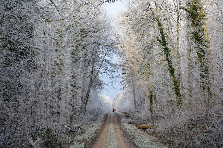 gel, forest, path, trail, winter, nature, cold, white, landscape HD wallpaper