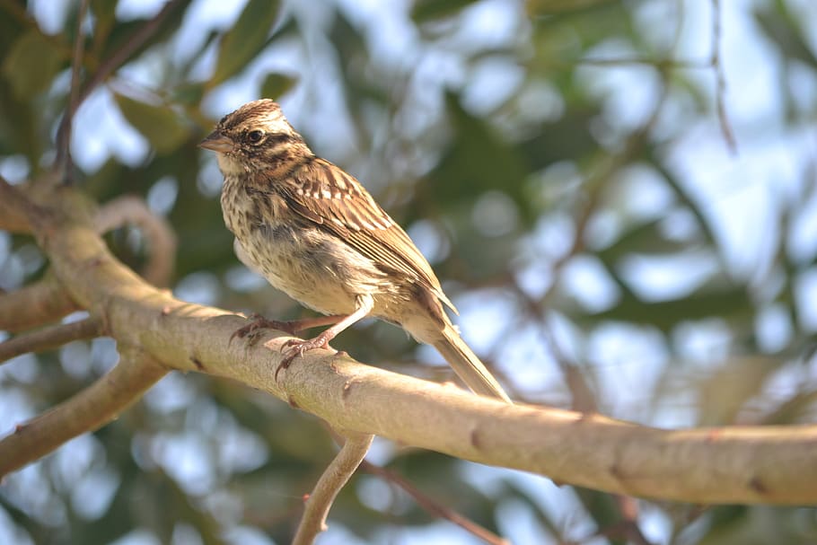 bird, uruguay, nature, summer, sky, holiday, animal themes HD wallpaper