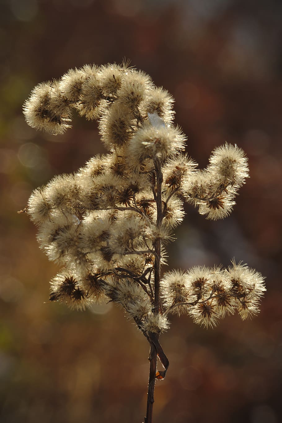 plant, flower, stems, seeds, focus on foreground, close-up HD wallpaper