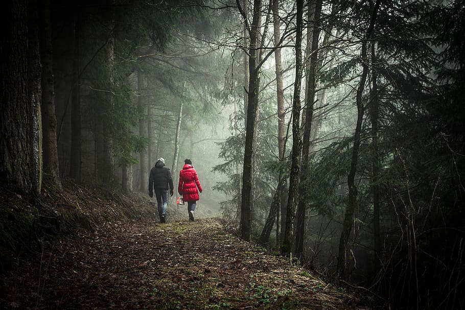 walking, forest, couple, nature, tree, leaves, pine, pines HD wallpaper