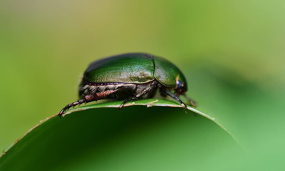 close photo of green beetle, insect, leaf, macro, bokeh, blur HD wallpaper