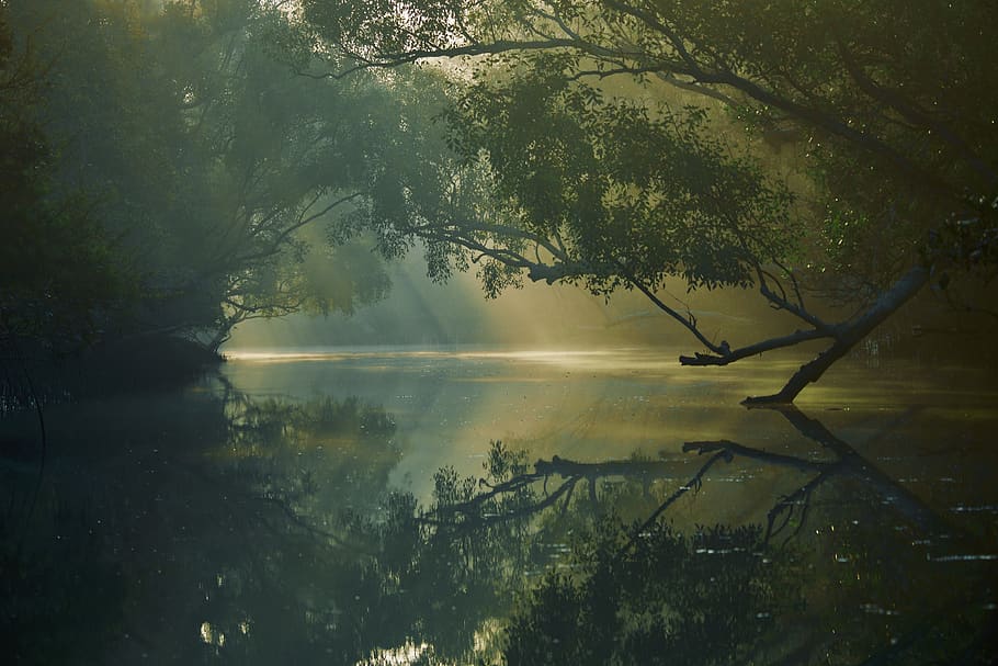 lake surrounded with tall green trees, plant, tranquility, water HD wallpaper