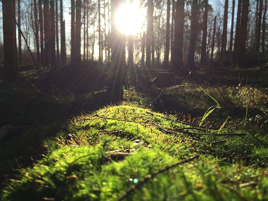 green grasses near trees, sunlight, sunshine, sunray, greenery HD wallpaper