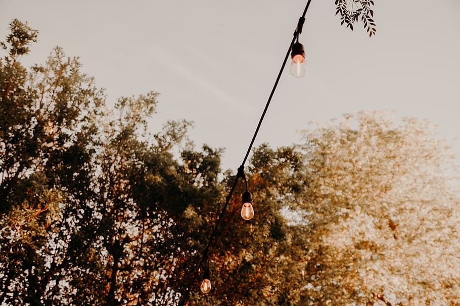 lighted string lights, tree, plant, nature, day, activity, hanging HD wallpaper
