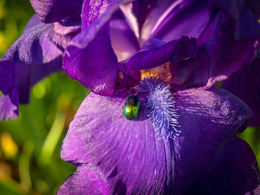 beetle, green, summer, insect, animal, flower, purple, bloom HD wallpaper