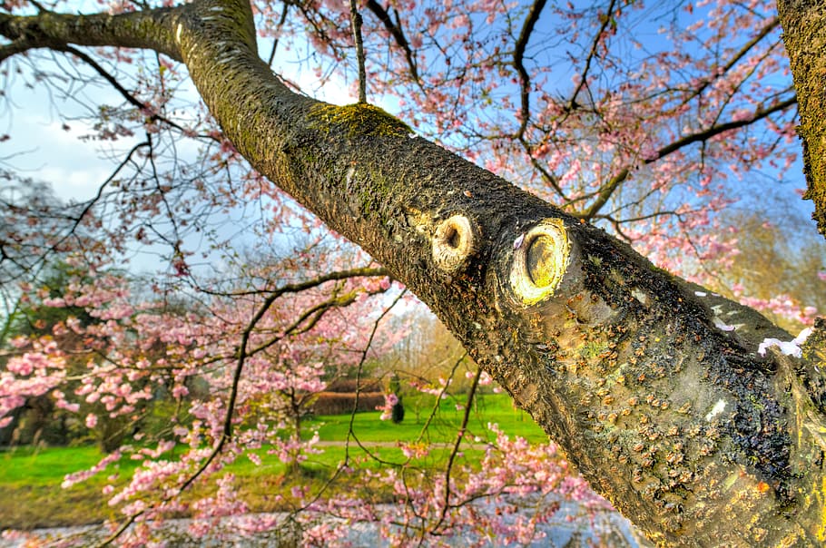 pink, blossom, spring, blue sky, bloom, sunshine, summer, tree HD wallpaper