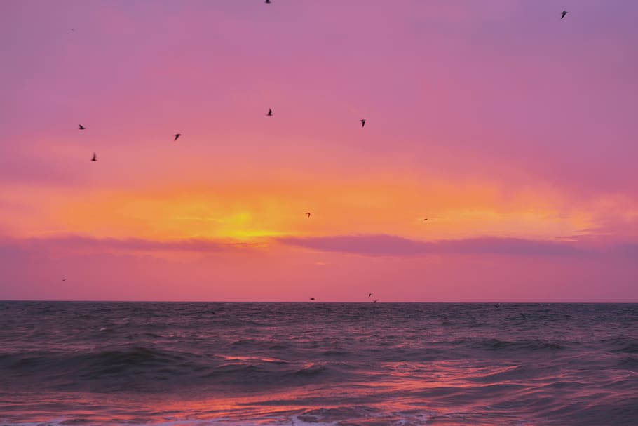 gull, sea, light, sun, sunlight, sunrise, sunset, sunshine HD wallpaper