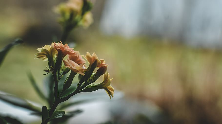 flower, bloom, blossom, spring, blooming, floral, bright flower HD wallpaper