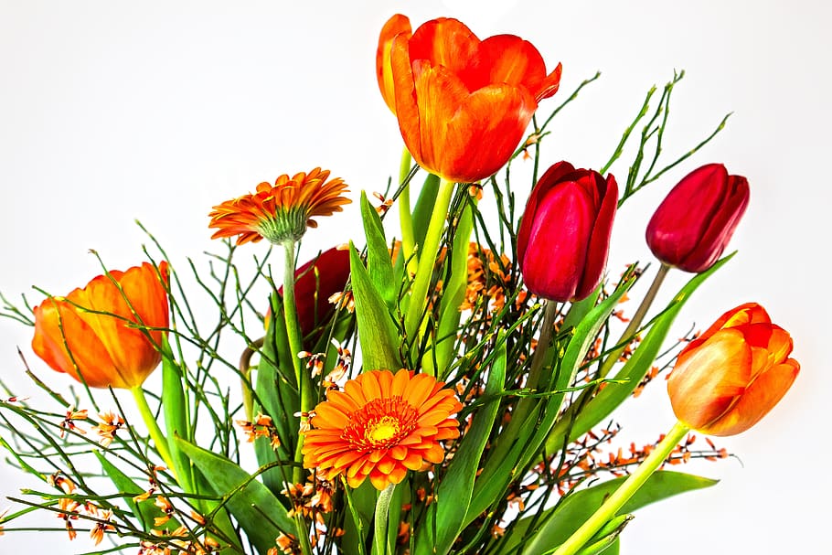 tulip, gerbera, composites, broom, genista, blossom, bloom HD wallpaper