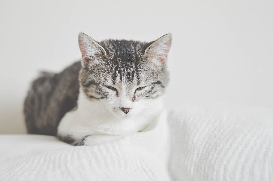 gray and white cat on white textile, kitten, pet, kitty, animal HD wallpaper