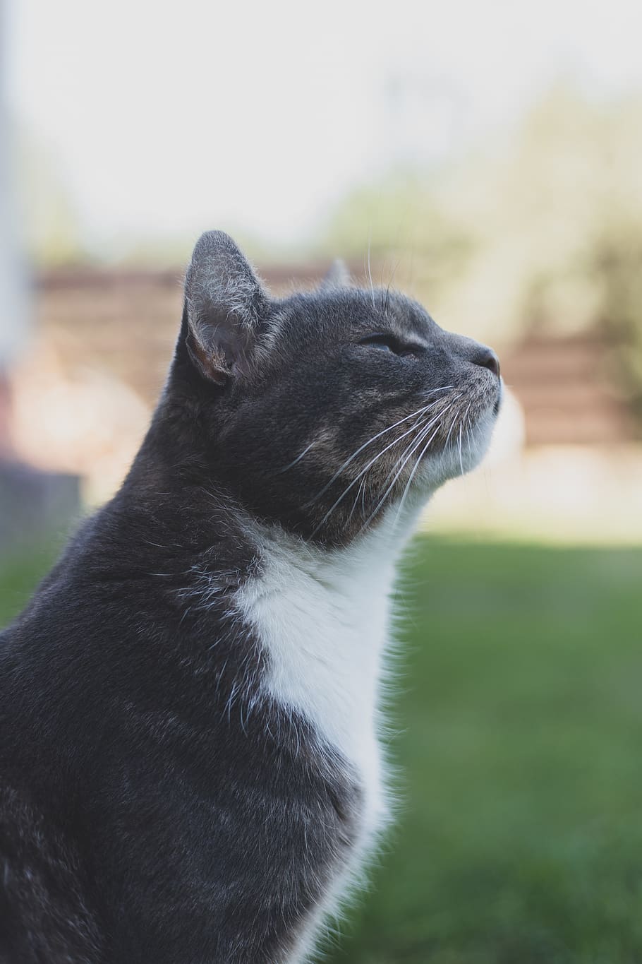 n;acl cat, mammal, animal themes, one animal, pets, domestic HD wallpaper