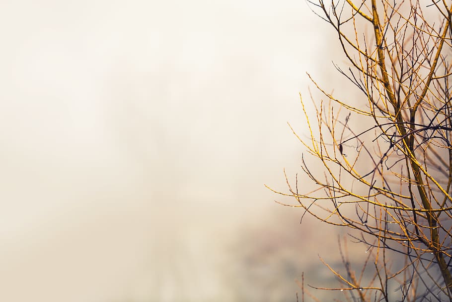 Close-Up Photo of Bare Tree, 4k wallpaper, blur, branches, focus HD wallpaper