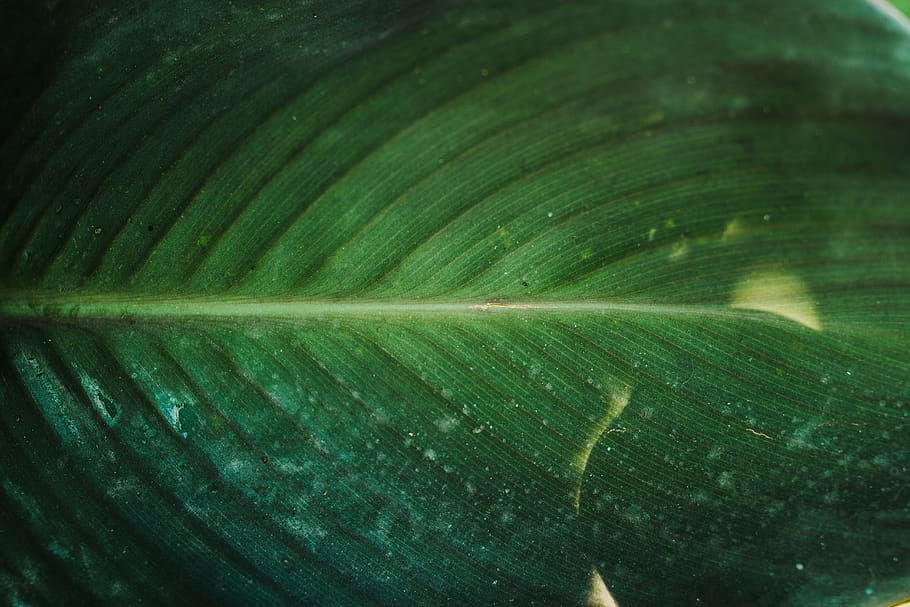 green leafed plant, repetitive, repetition, symmetry, line, texture HD wallpaper