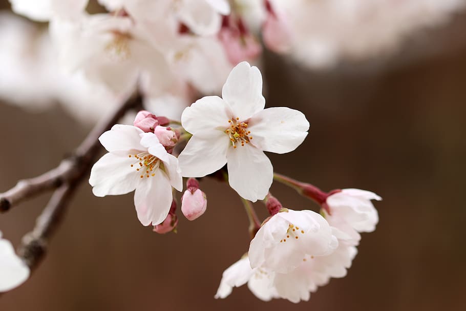 cherry blossom, spring, flowers, pink, nature, plants, wood HD wallpaper
