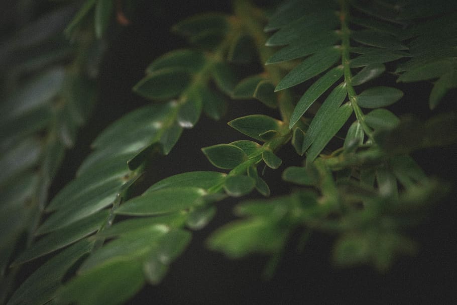 trees, plants, nature, macro, leaf, green, plant part, green color HD wallpaper