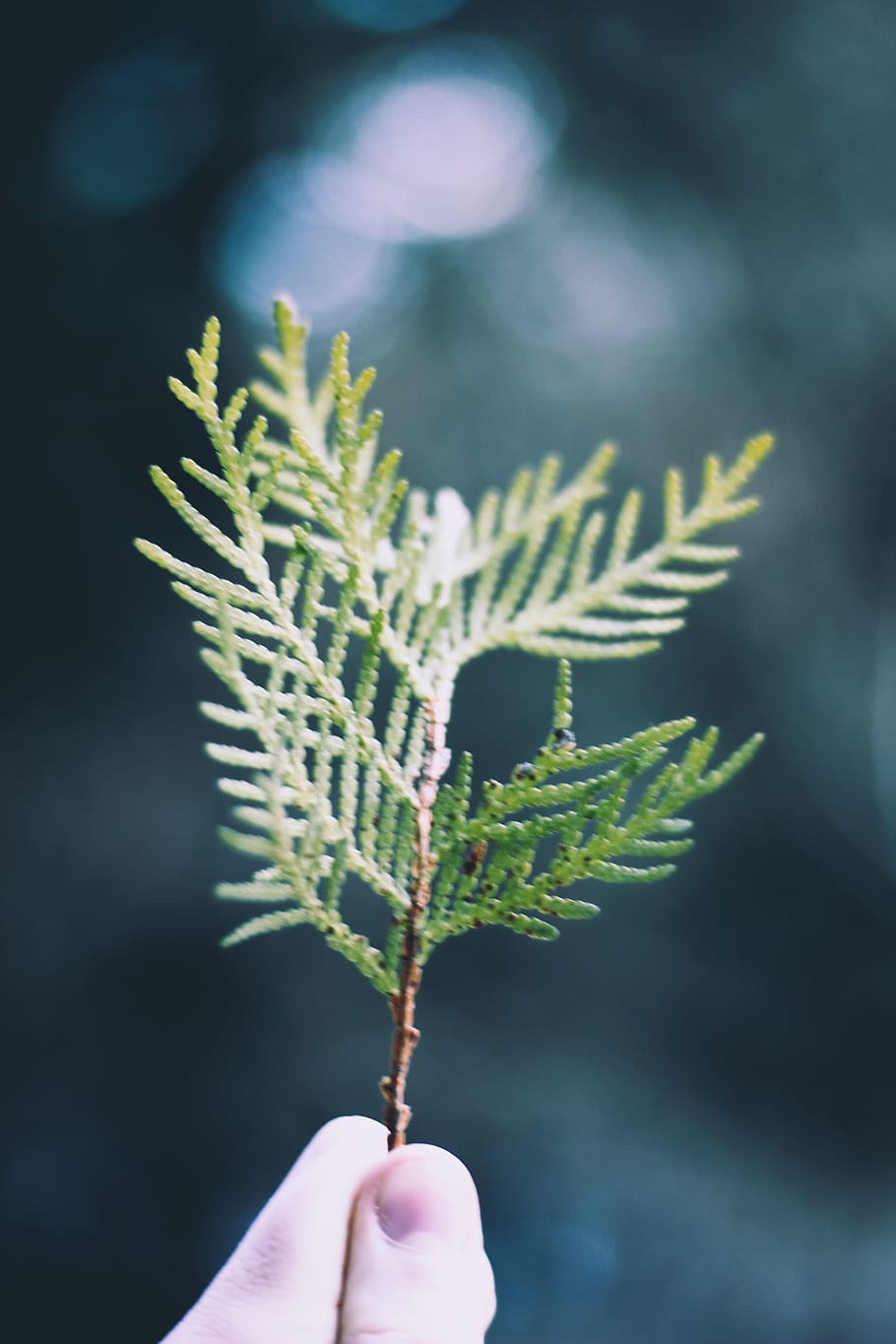 leaves, forest, hipster, spruce, green, human hand, one person HD wallpaper