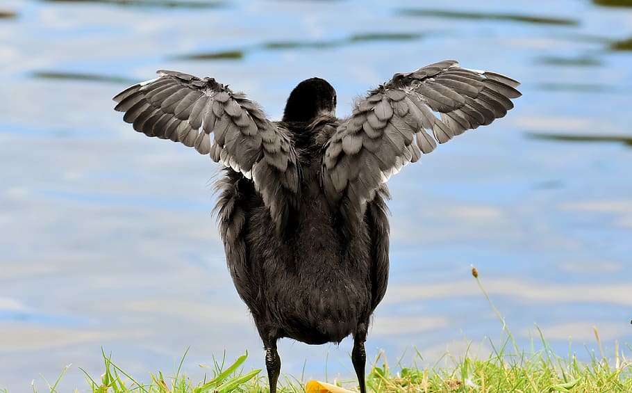 coot, chicks, wing, waters, nature, waterfowl, young, plumage HD wallpaper