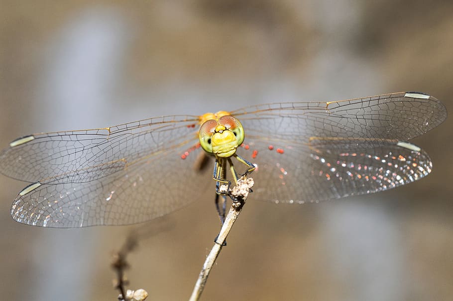 dragonfly, macro, nature, wing, eyes, invertebrate, insect HD wallpaper