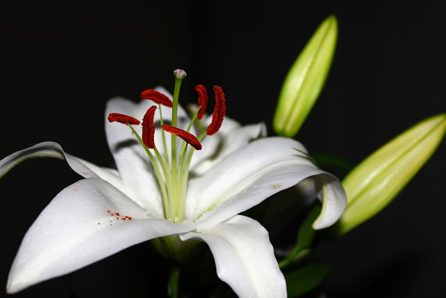stamen, spring, flower, nature, lily, white, beauty, bloom HD wallpaper