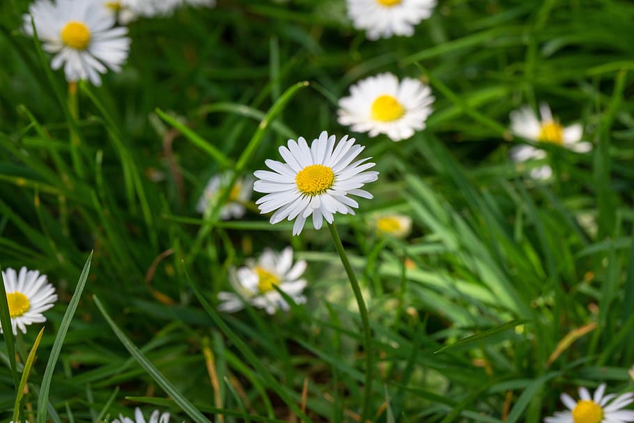 daisy, flower, flowers, vegetable, nature, white, garden, yellow HD wallpaper