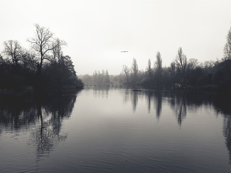 lake, water, birds, trees, nature, tranquility, reflection HD wallpaper