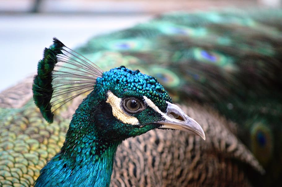 animal themes, peacock, one animal, bird, animal wildlife, close-up HD wallpaper