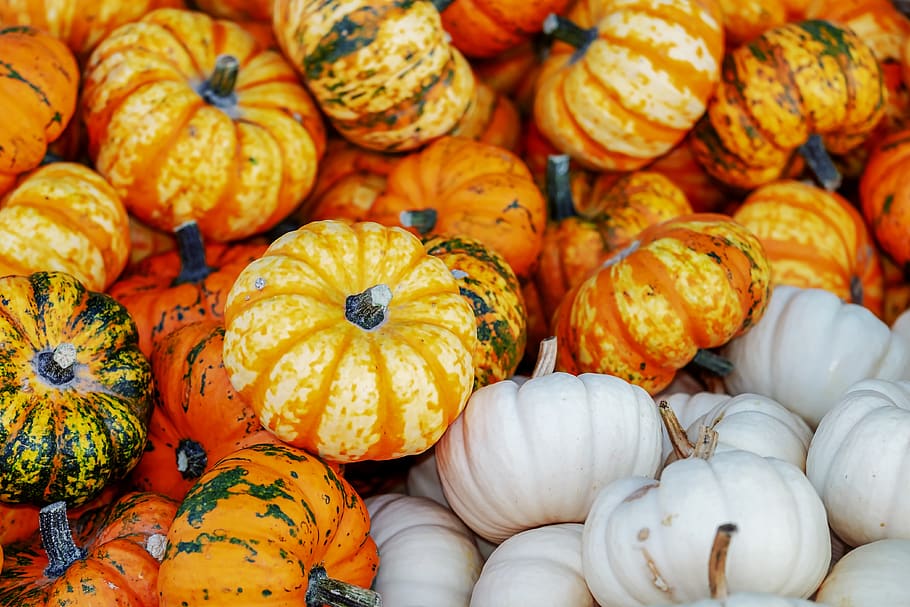 pumpkin, gourd, decorative, decoration, colorful, autumn, autumn motives HD wallpaper