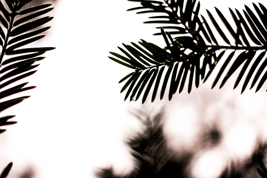 green leaves, tree, plant, fir, abies, conifer, leaf, defocus HD wallpaper