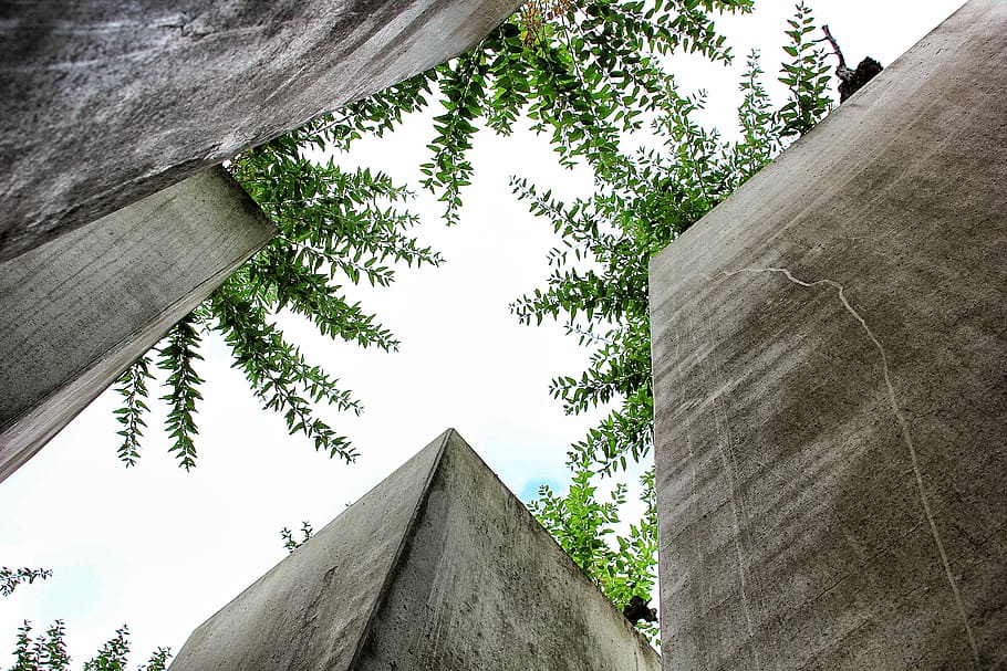 allemagne, berlin, musée, tree, plant, low angle view, built structure HD wallpaper