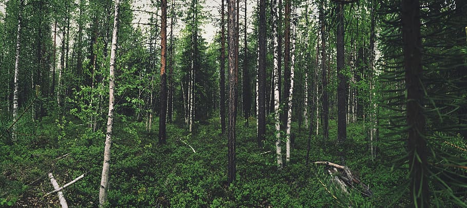 green leafed trees, forest, nature, outdoors, plant, flora, land HD wallpaper