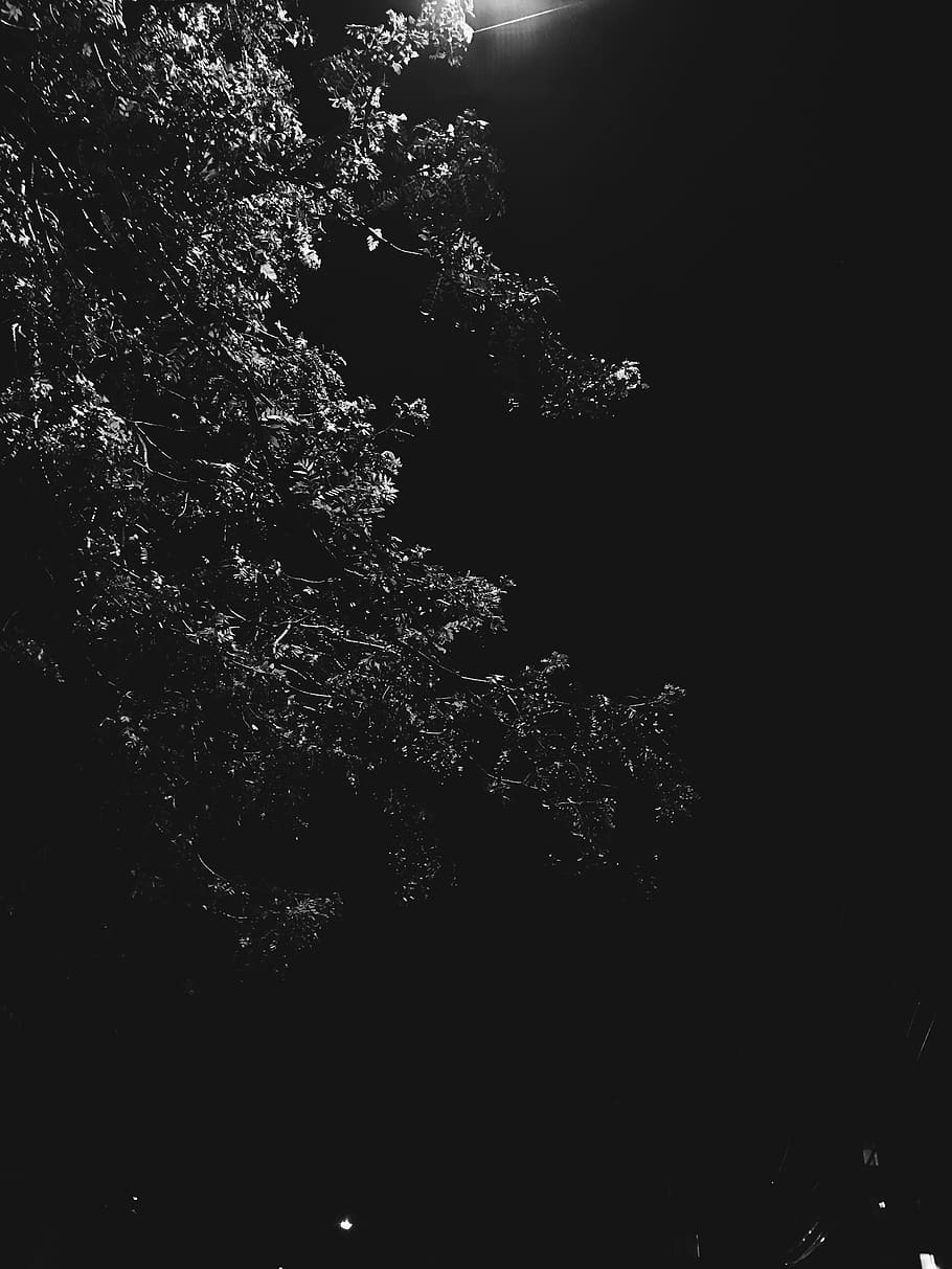 trees, black and white, night, plant, beauty in nature, low angle view HD wallpaper