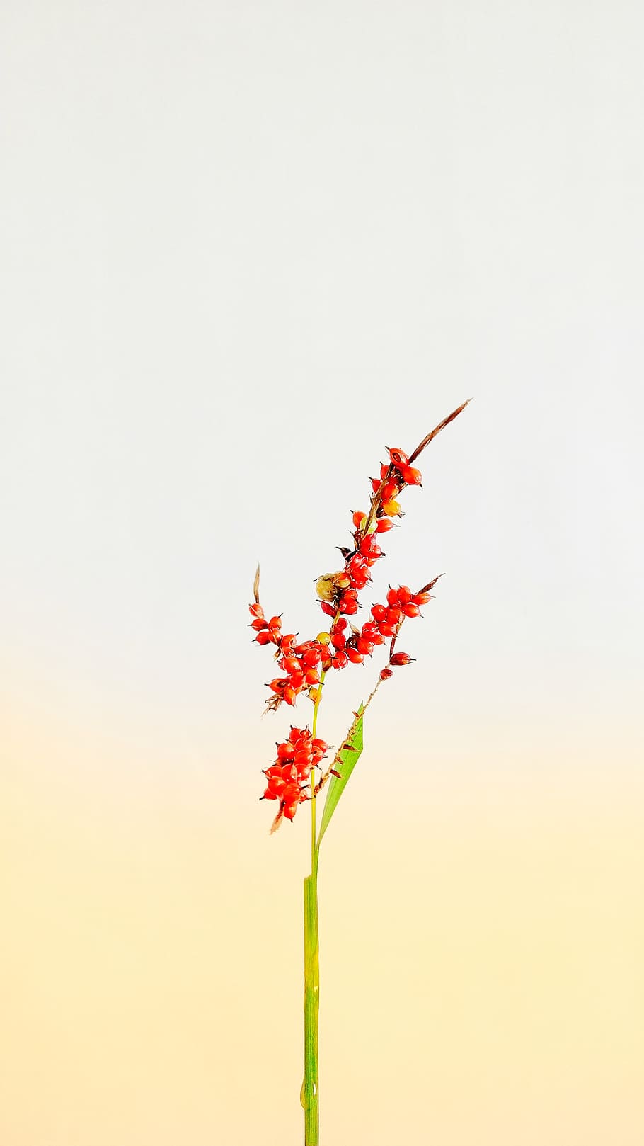 china, dali, yongping, flower, flowering plant, red, no people HD wallpaper