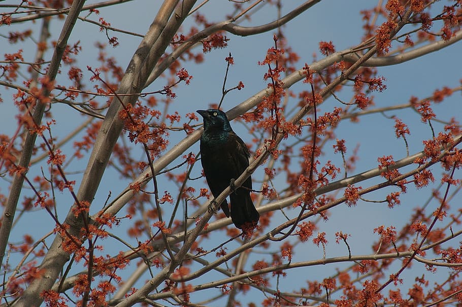 canada, longueuil, common grackle, bird, tree, branches, animal HD wallpaper